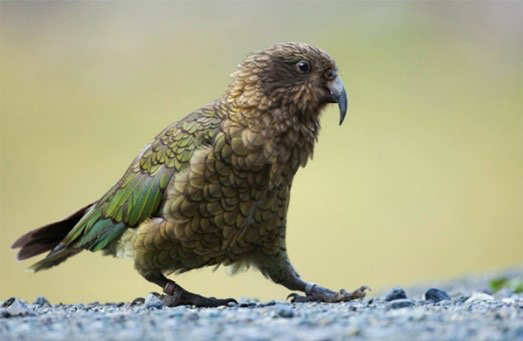 Kea(ミヤマオウム)