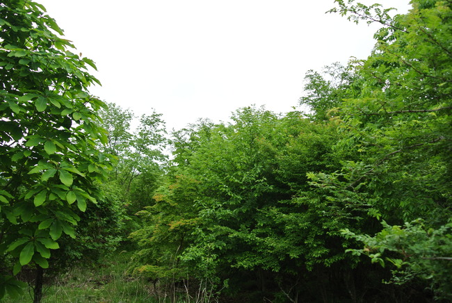 植林した木が成長した様子(2016年)