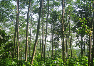KTIでの育苗・植林の様子
