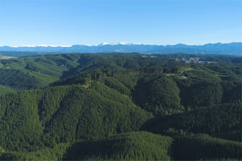 ニュージーランド植林地