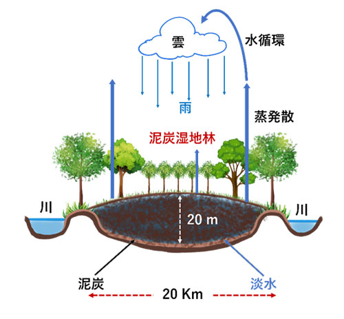 泥炭湿地における水循環
