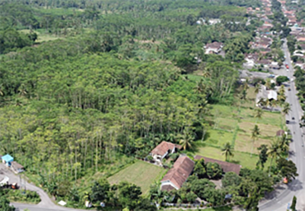 植林地風景