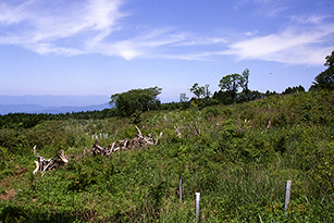 （2001年）