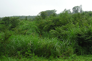 （2008年）