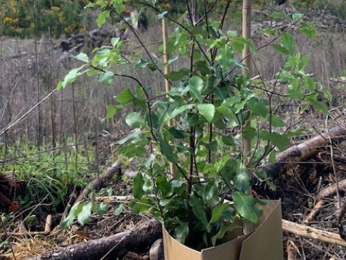植林した苗木。